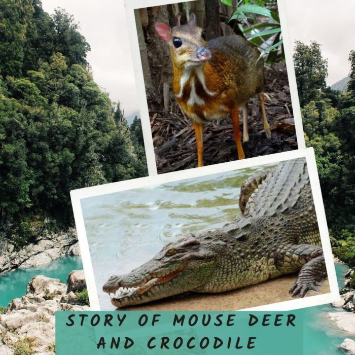 mouse deer and crocodile