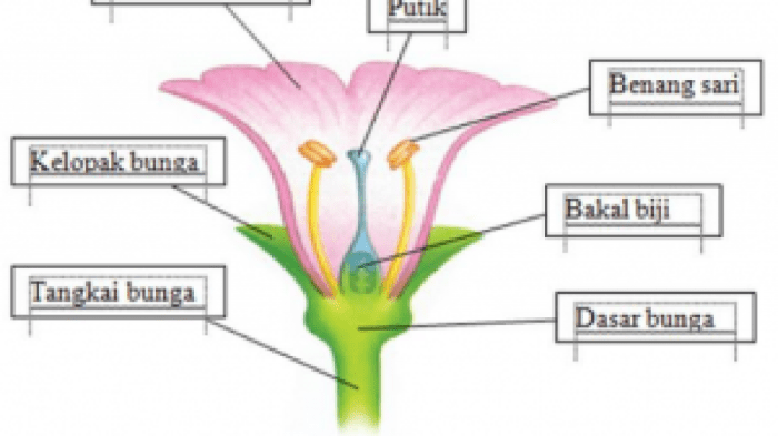 sepatu bagian kembang bagiannya struktur beserta hibiscus fungsinya fungsi benang putik anatomi mahkota soal kelopak menakjubkan matahari pembelajaran populer serta