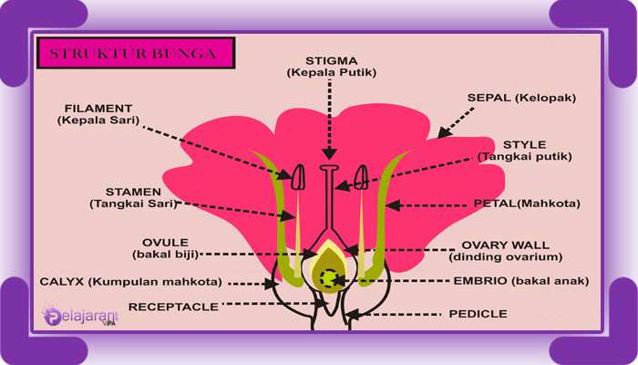 bagian bagian bunga alamanda terbaru