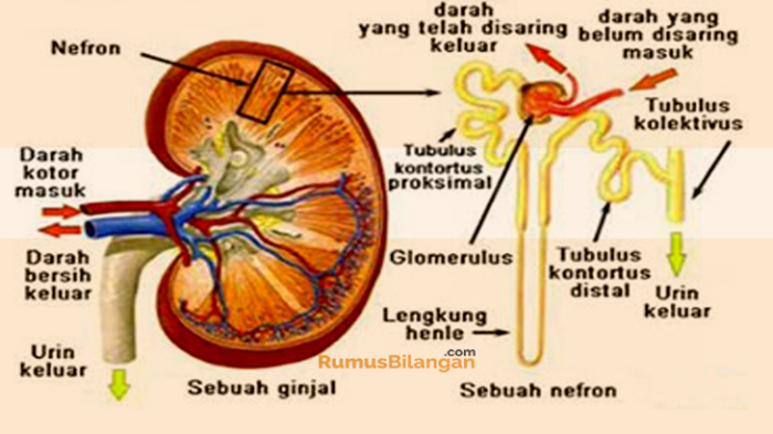 gambar struktur ginjal manusia terbaru