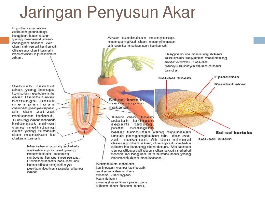 berikan beberapa contoh bentuk organis terbaru