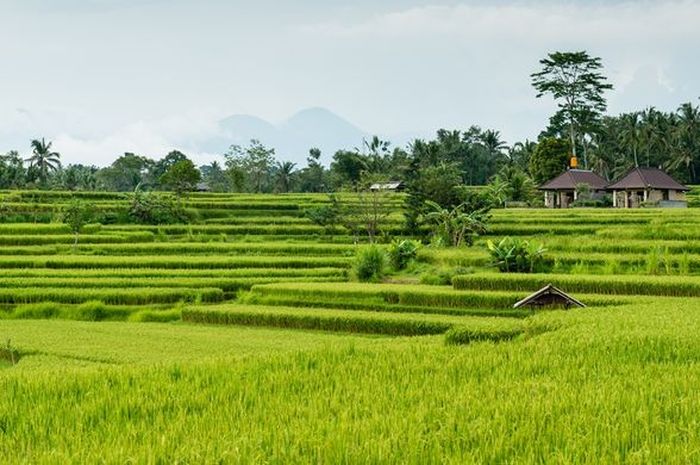 dataran rendah yang ada di kalimantan