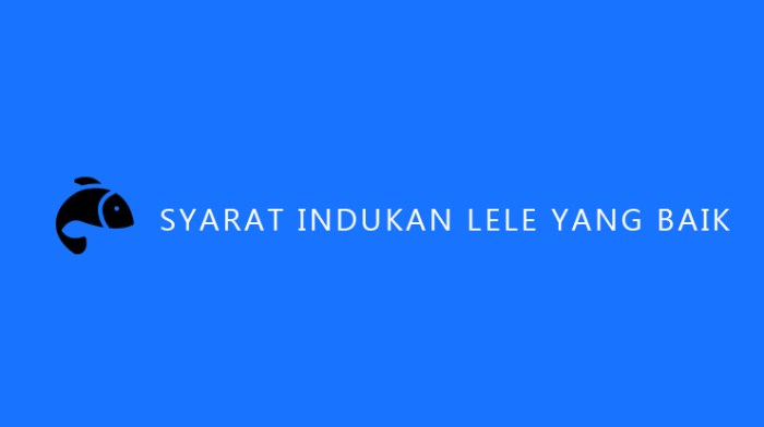 lele induk ikan kolam sangkuriang keli budidaya phyton hujan tadah memilih bagus jantan bibit berkualitas benih