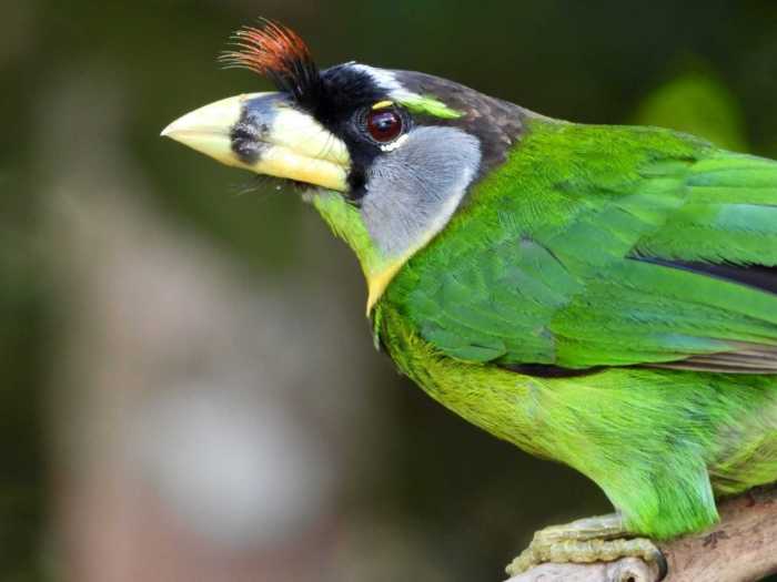 takur burung gedang barbet ciri khas whiskered persebarannya jenis suara