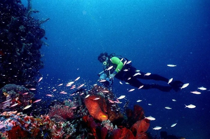 taman laut di sulawesi utara tts terbaru