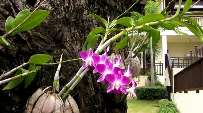 anggrek orchid merawat memupuk pupuk dengan orchids hipwee tanam ajinomoto arachnis berjenis pembibitan bertahan memberi benar merekah tanaman sudah gambar