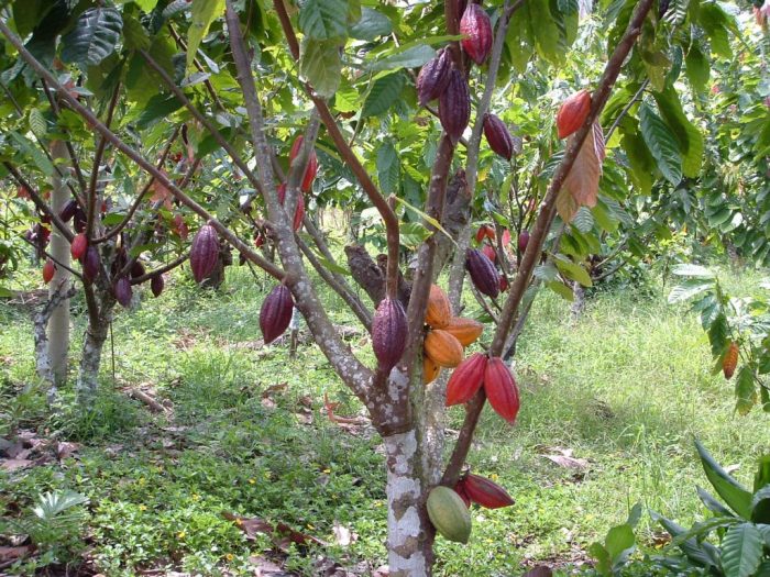 kakao tanaman coklat cokelat buah pohon dataran jenis budidaya teluk perkebunan agrozine cacao aru wereng hama theobroma tumbuh lengkap panduan