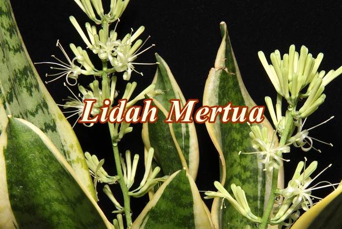 nama latin dari lidah buaya