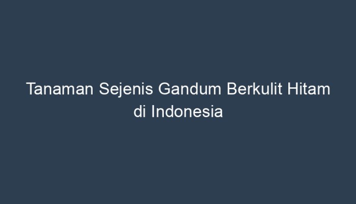 jelai islampos gandum