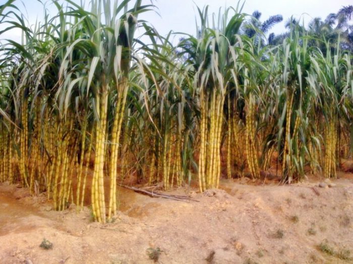 tebu sugarcane tumbuhan tanaman monokotil nepal renewable gambar kuning cana contoh versatile prospering sahabatnesia eadarsha answered decaf hectares dikotil budidaya