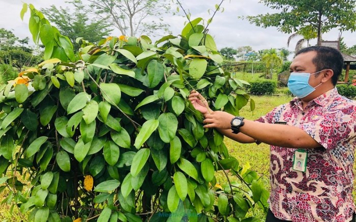 kalimantan tumbuhan langka endemik daftar sukses