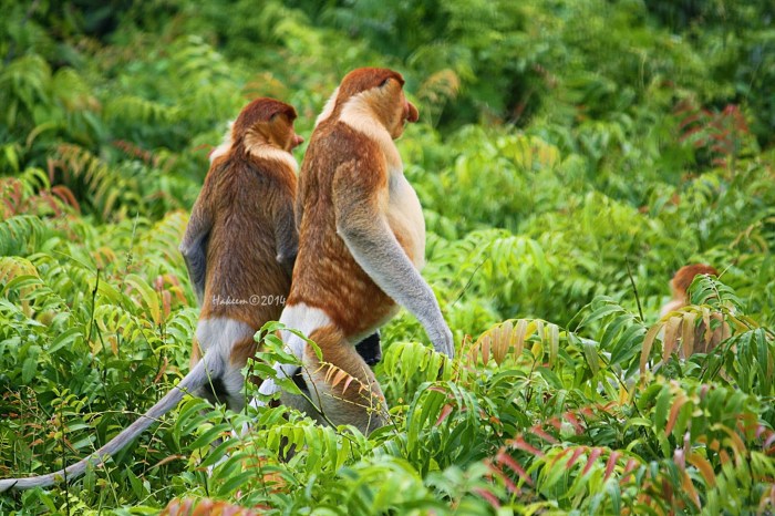 flora kalimantan fauna timur khas hitam anggrek gambar utara identitas hewan peta