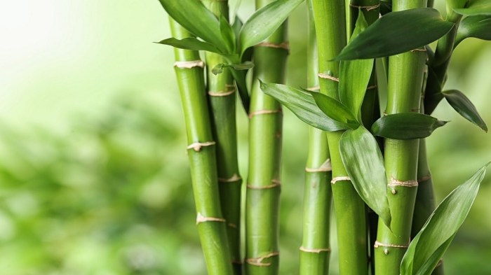 bambu jepang pohon tanaman hias