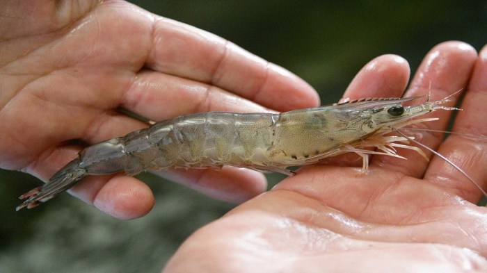 udang berkembang biak dengan terbaru