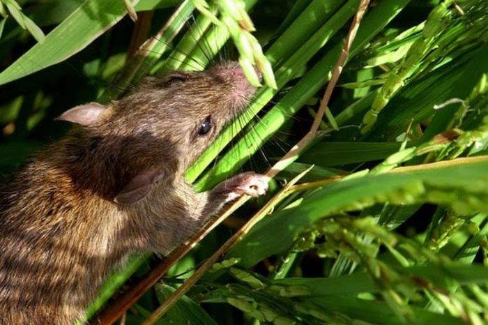 hewan yang memakan tikus di sawah adalah