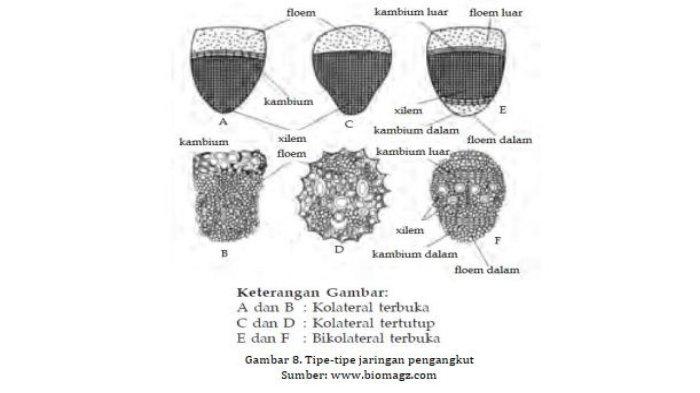 cyathea paku fern medullaris tumbuhan reproduksi ciri klasifikasi siklus hidup