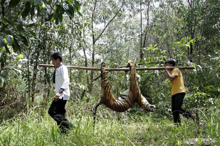 poster hutan paru paru dunia terbaru