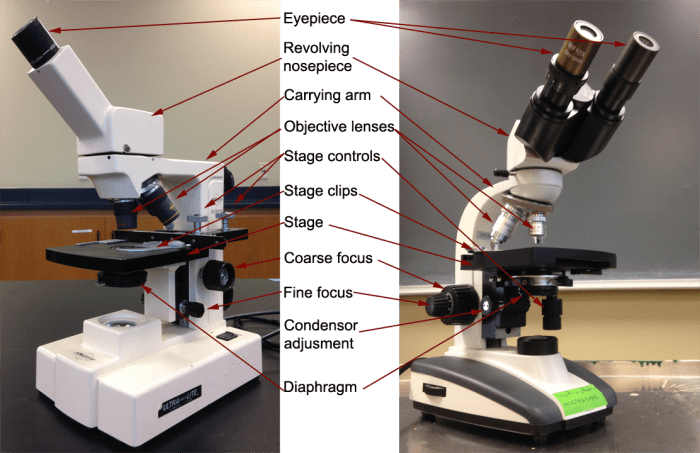 compound microscope