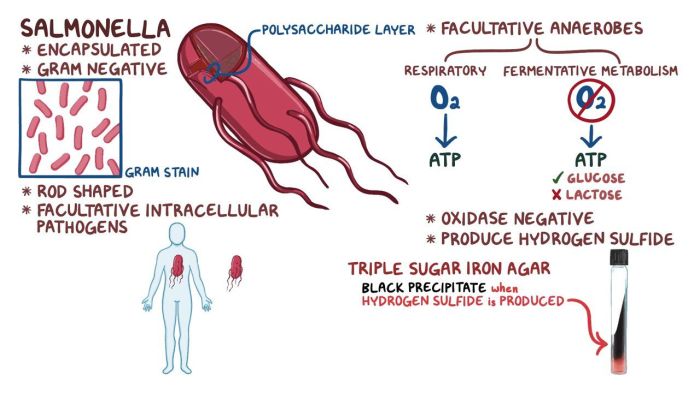 salmonella typhi o 1 320 artinya