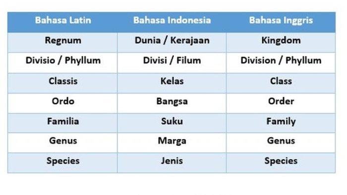 urutan takson bunga matahari terbaru