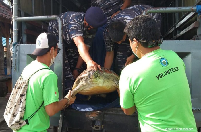 cara pelestarian penyu hijau terbaru