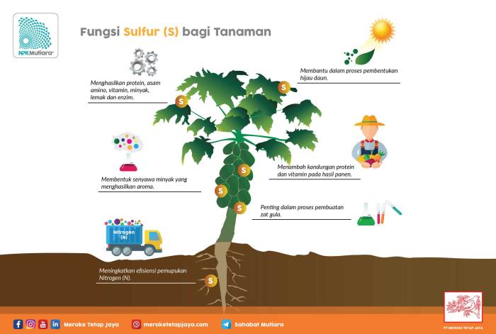 tanaman kekurangan unsur hara gejala mikro makro kelebihan ciri fungsi pupuk daun panduan akar tumbuhan nutrisi sederhana akibat untuk sesuai