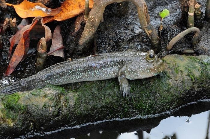 ikan ikan apa yang hidup di darat