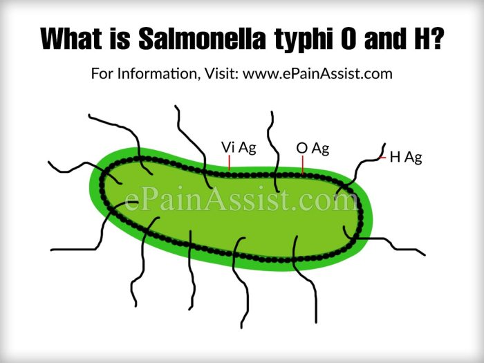 salmonella typhi o positif 1 160 artinya