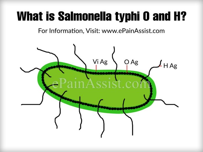 salmonella typhi h positif 1 320 artinya