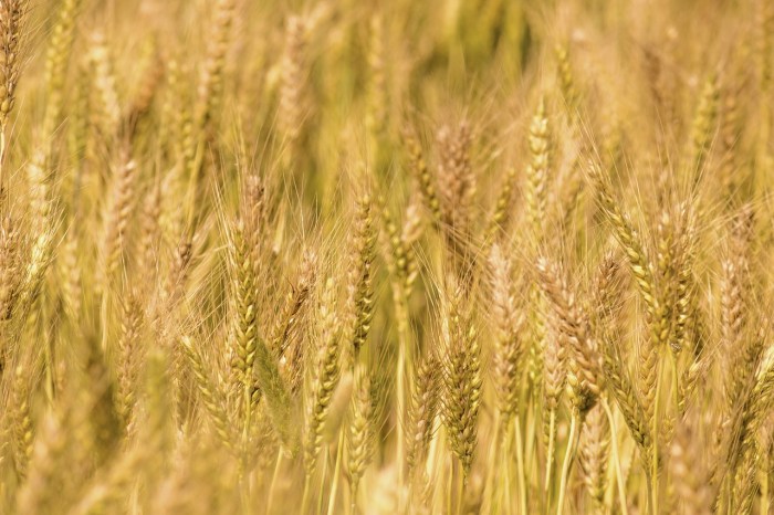 Tanaman gandum bulir banyak kulit keriput
