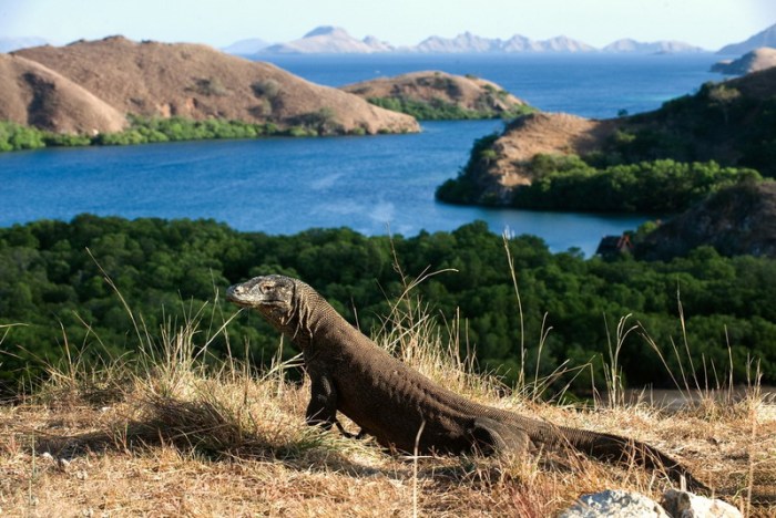 taman nasional di nusa tenggara timur terbaru